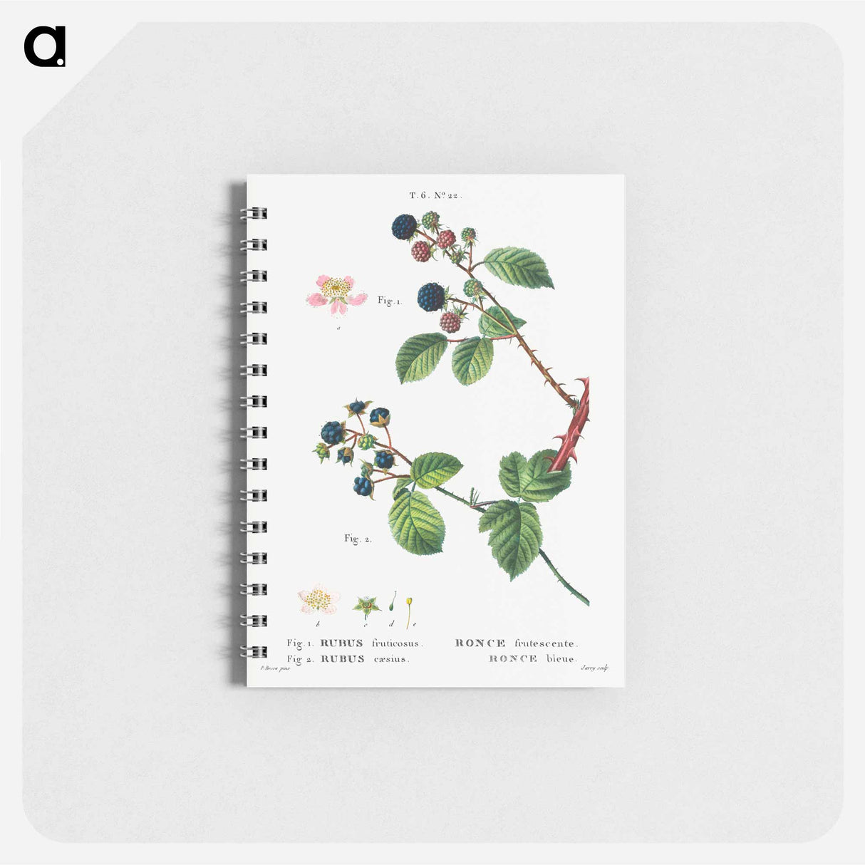 アートメモ帳-Blackberry (Rubus fruticosus) 2. Dewberry (Rubus caesius) - ピエール ジョゼフ ルドゥーテ Memo.