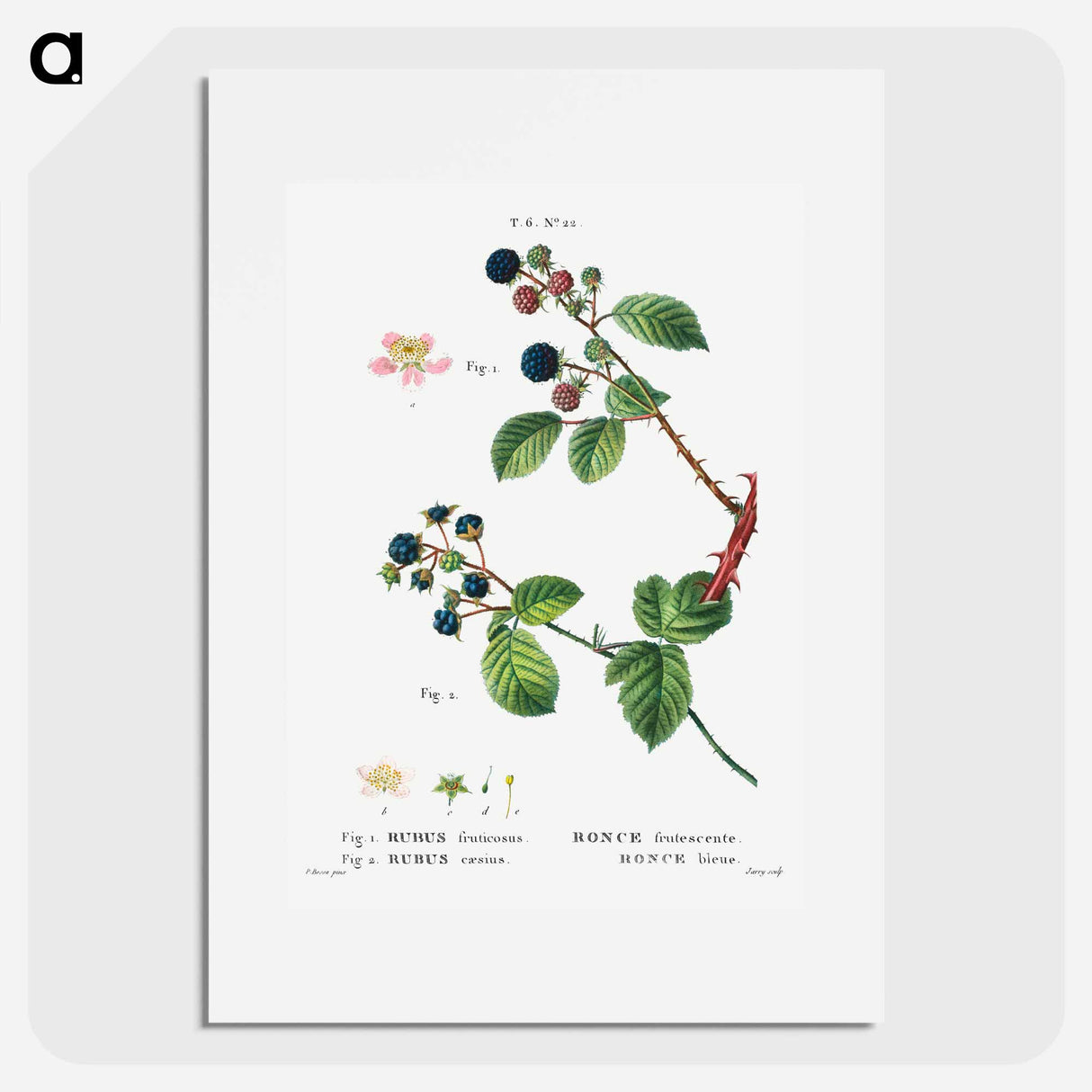 アートポスター-Blackberry (Rubus fruticosus) 2. Dewberry (Rubus caesius) - ピエール ジョゼフ ルドゥーテ Poster.