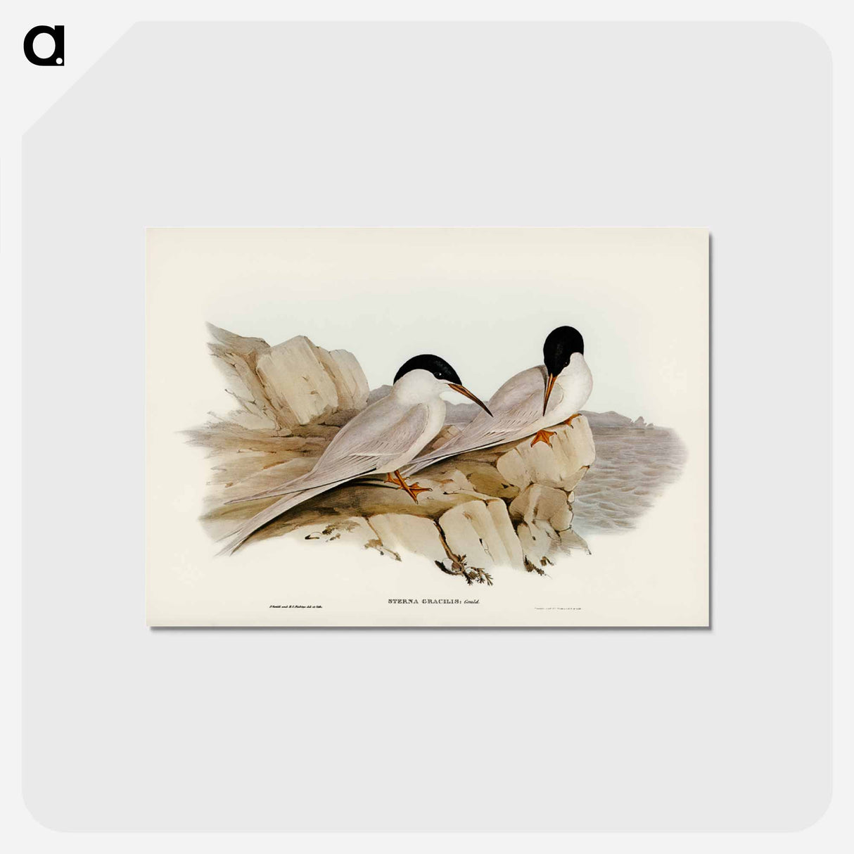 アートポストカード-Graceful Tern
- オーストラリアの鳥 Postcard.