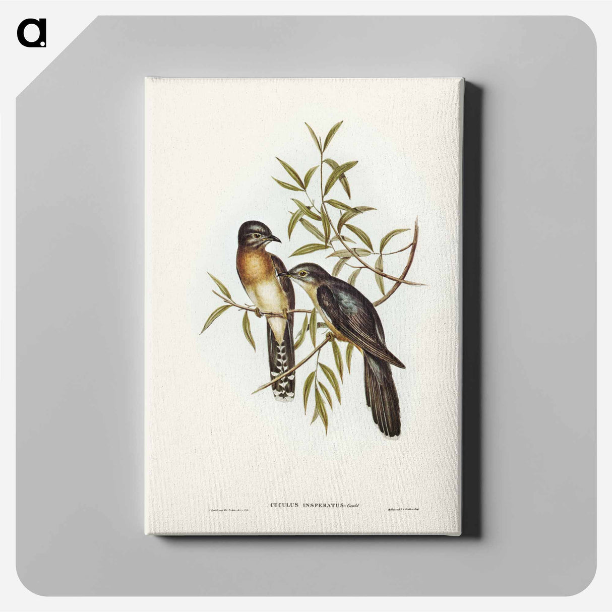 アートパネル-Brush Cuckoo
- ジョン グールド Canvas.