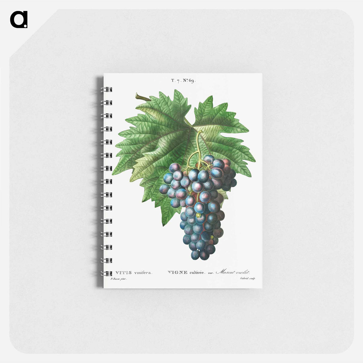 アートメモ帳-Vitis vinifera (Muscat violet) - ピエール ジョゼフ ルドゥーテ Memo.