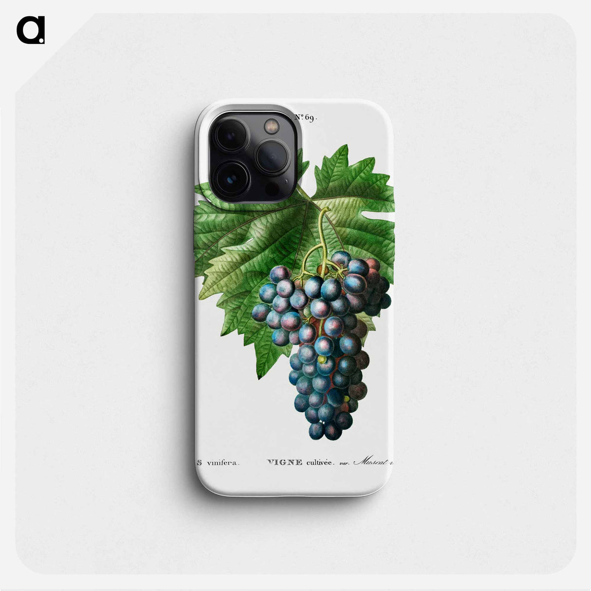 Vitis vinifera (Muscat violet) - ピエール ジョゼフ ルドゥーテ Phone Case.