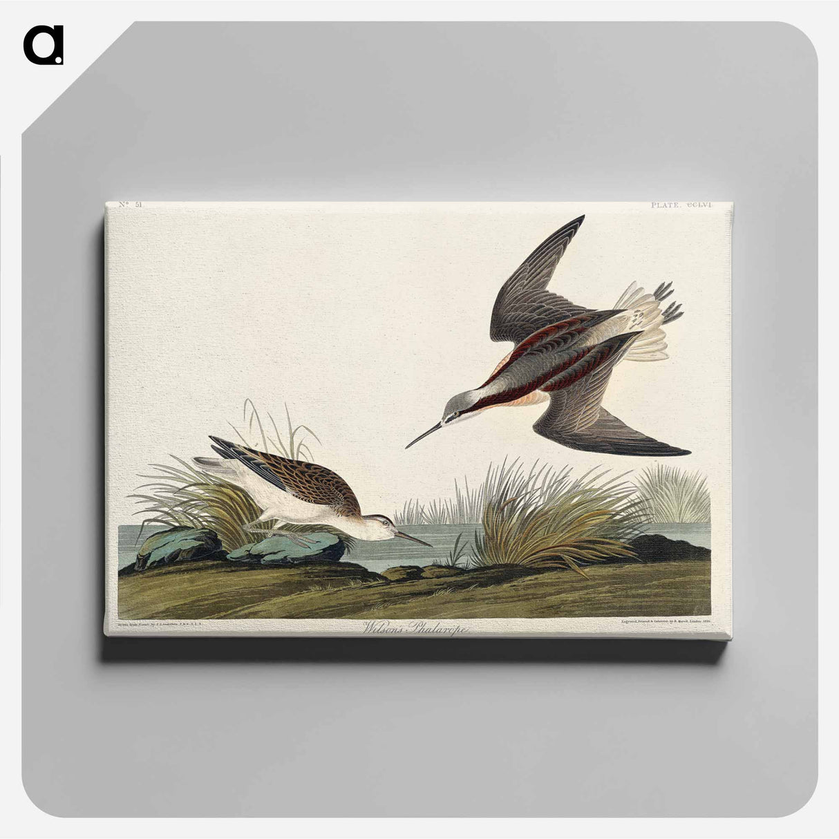 アートパネル-Wilson's Phalarope from Birds of America
- アメリカの鳥たち Canvas.