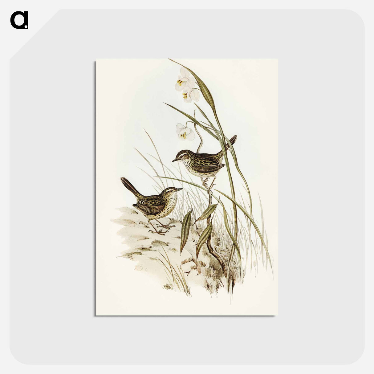 アートポストカード-Striated Reed Lark
- オーストラリアの鳥 Postcard.
