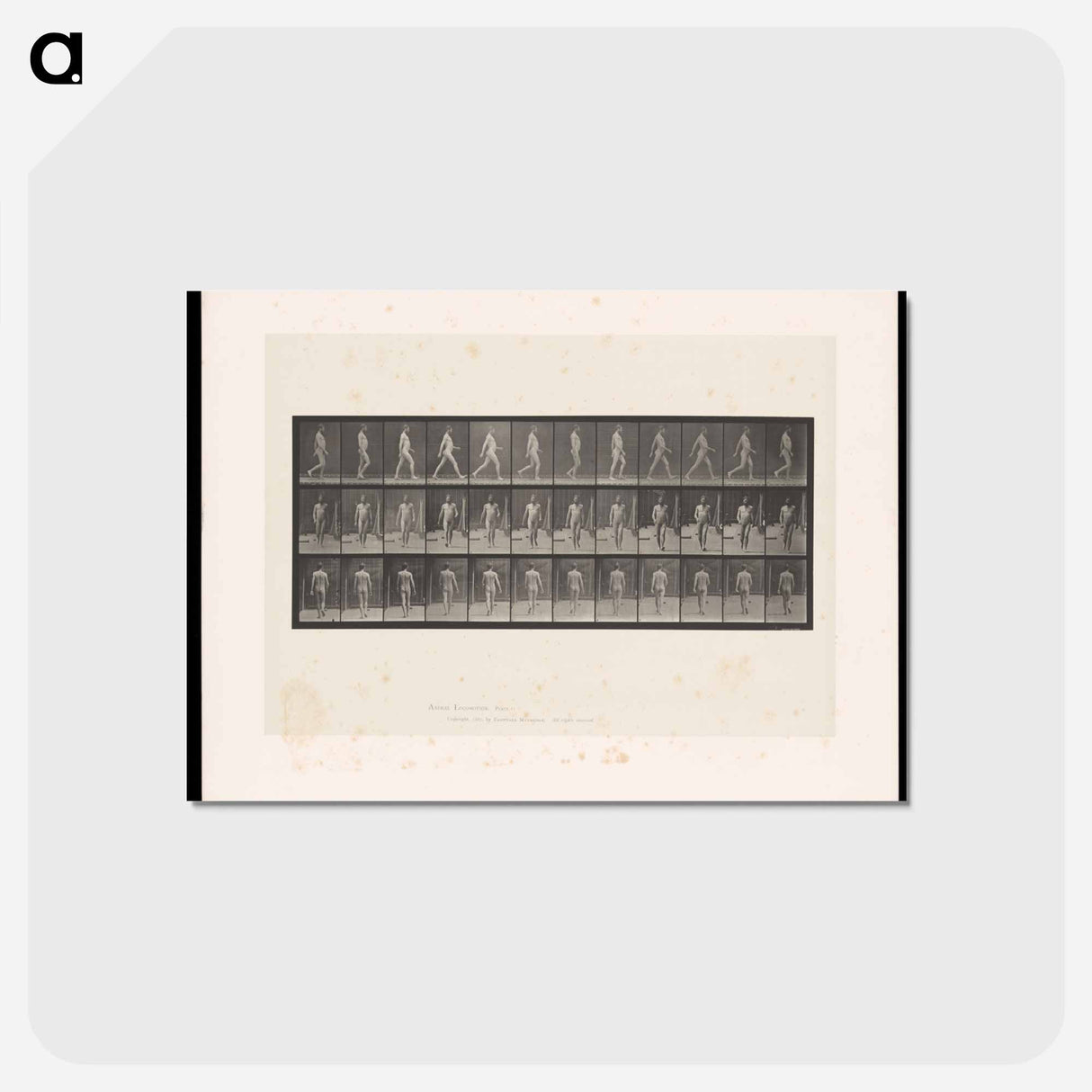アートポストカード-Naked Man Walking
- エドワード マイブリッジ Postcard.