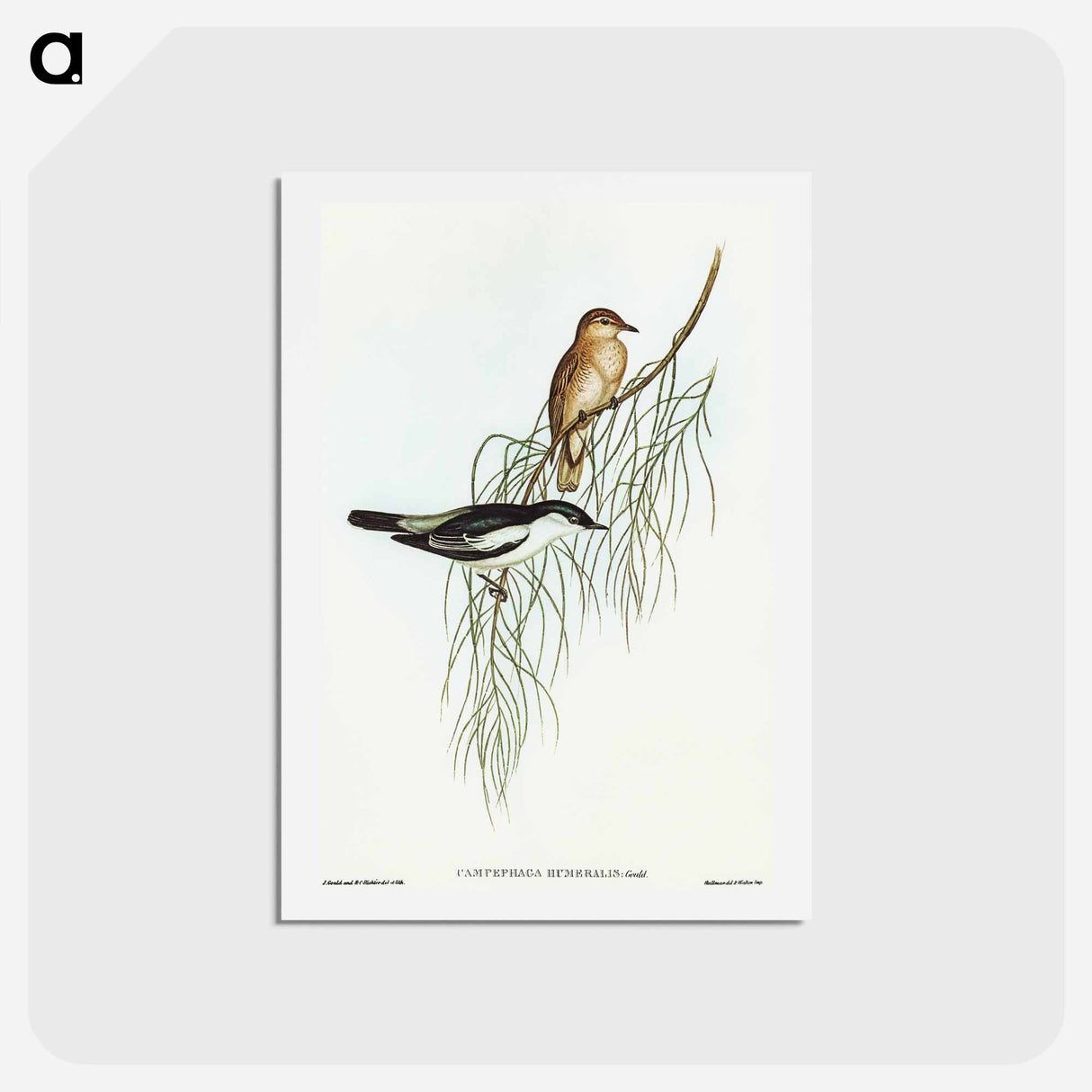 アートポストカード-White-shouldered Cuckooshrike
- オーストラリアの鳥 Postcard.