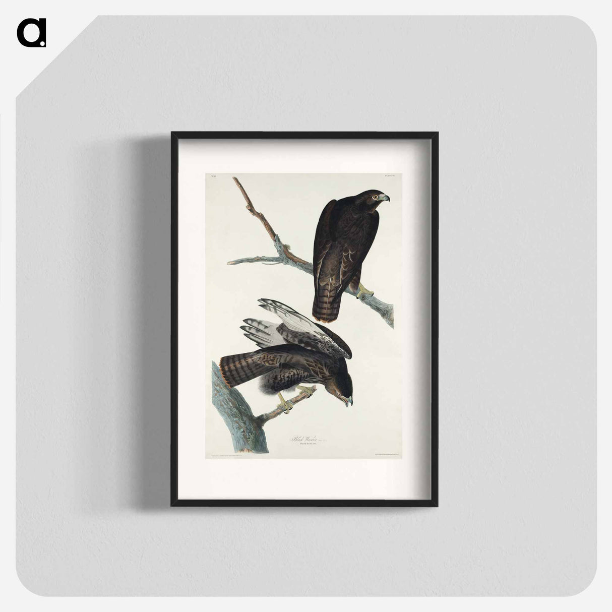 アートポスター-Black Warrior from Birds of America
- ジョン ジェームス オーデュボン Poster.