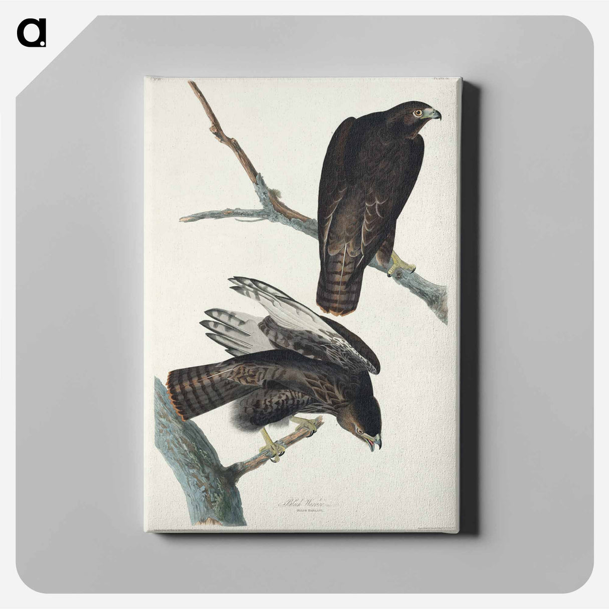 アートパネル-Black Warrior from Birds of America
- ジョン ジェームス オーデュボン Canvas.