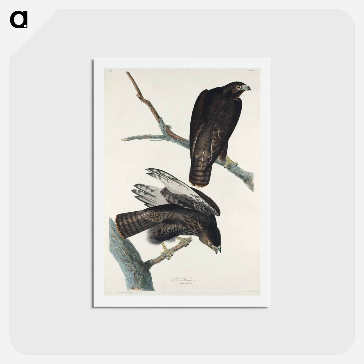 アートポストカード-Black Warrior from Birds of America
- ジョン ジェームス オーデュボン Postcard.
