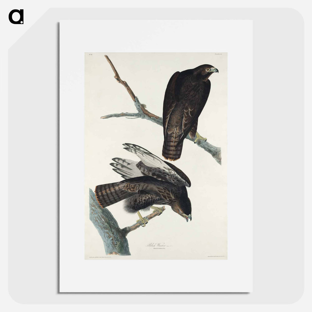 アートポスター-Black Warrior from Birds of America
- ジョン ジェームス オーデュボン Poster.