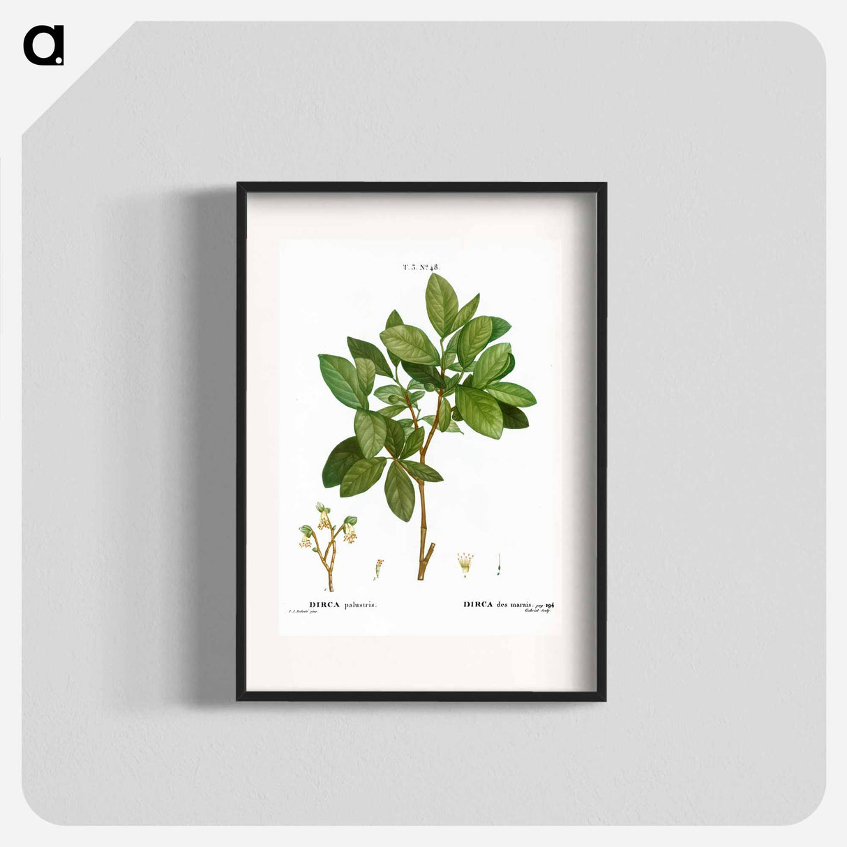 Eastern leatherwood - ピエール ジョゼフ ルドゥーテ Poster.