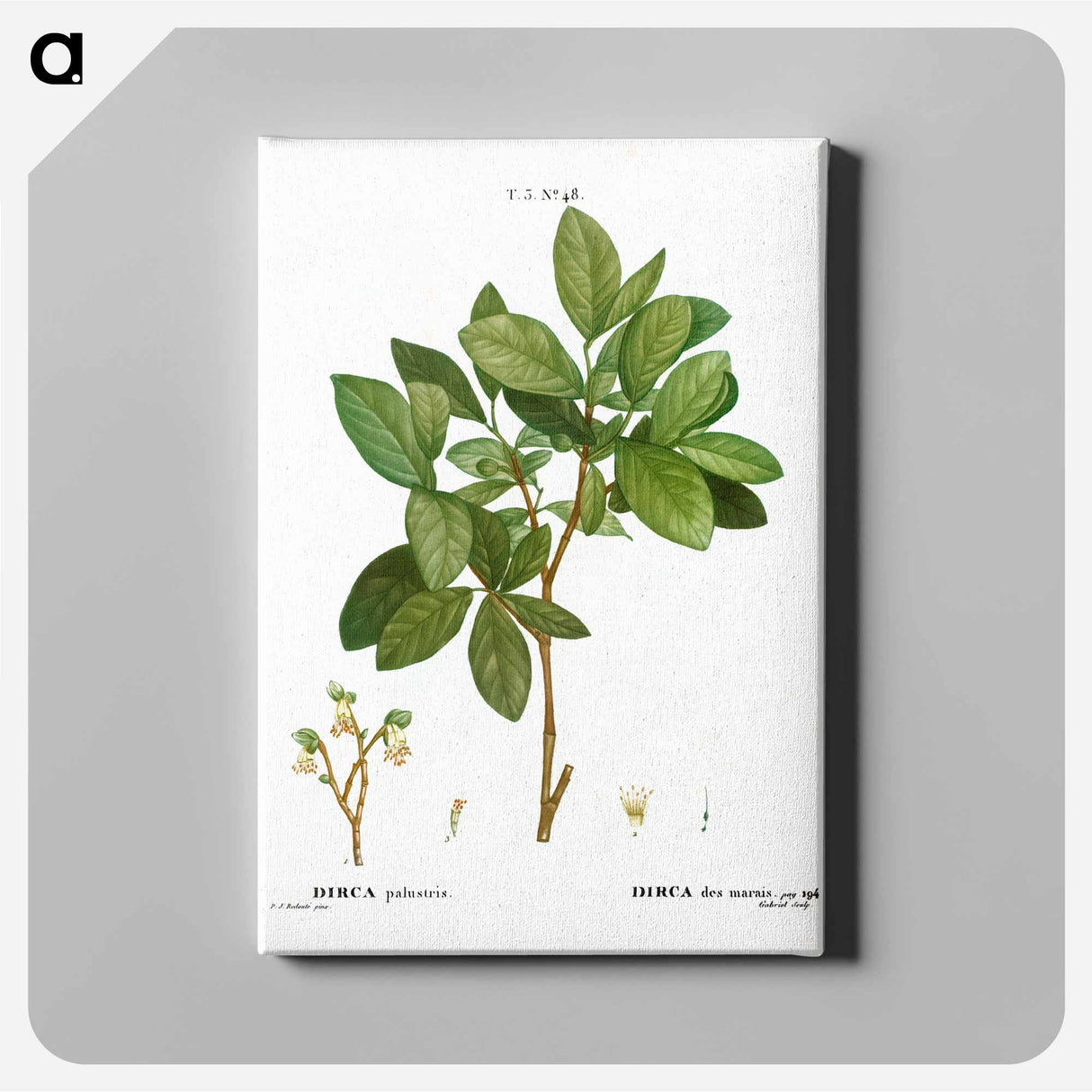 アートパネル-Eastern leatherwood - ピエール ジョゼフ ルドゥーテ Canvas.