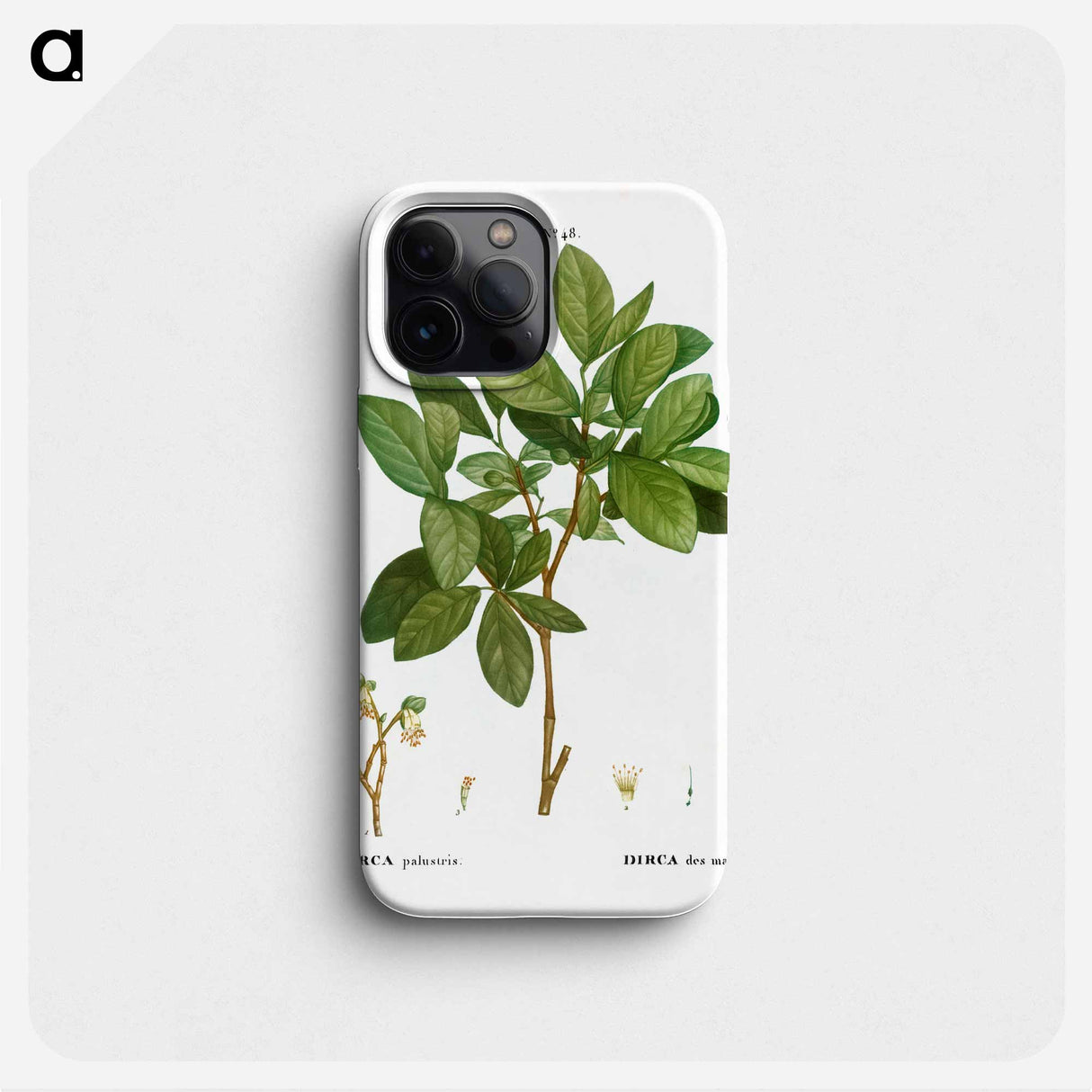 Eastern leatherwood - ピエール ジョゼフ ルドゥーテ Phone Case.