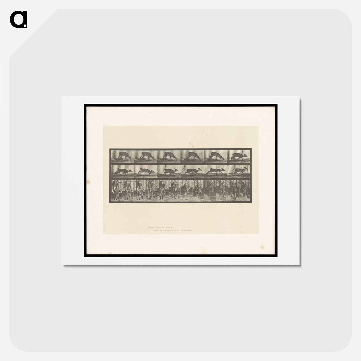 アートポストカード-Running Deer
- エドワード マイブリッジ Postcard.