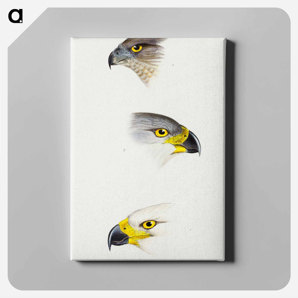 アートパネル-Australian and Grey Goshawks
- ジョン グールド Canvas.