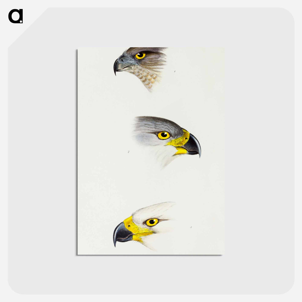 アートポストカード-Australian and Grey Goshawks
- ジョン グールド Postcard.