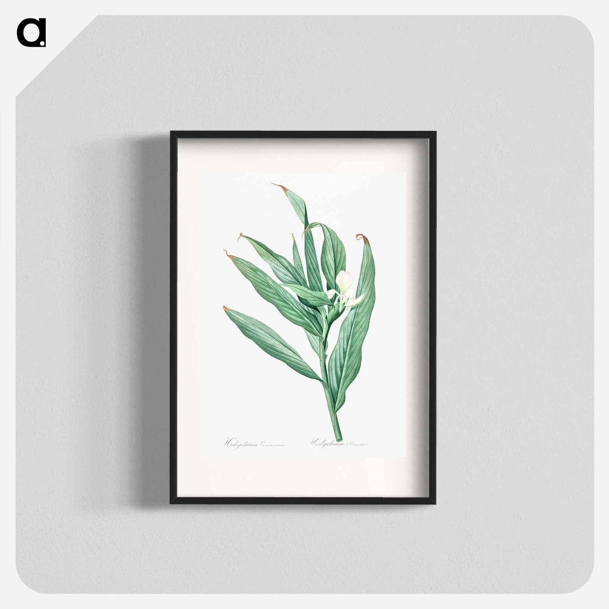 White garland-lily illustration - Pierre Joseph Redouté Poster.