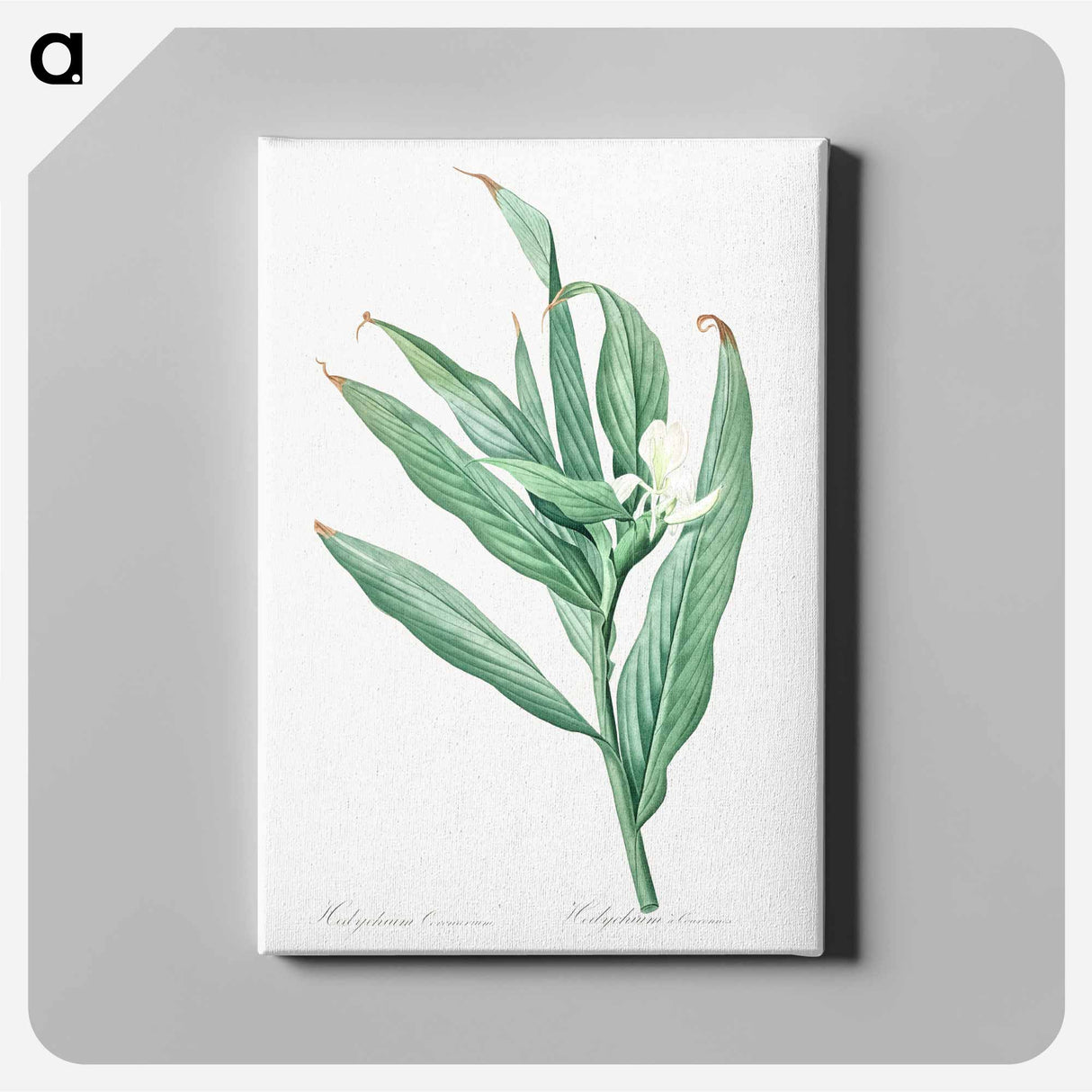 White garland-lily illustration - Pierre Joseph Redouté Canvas.