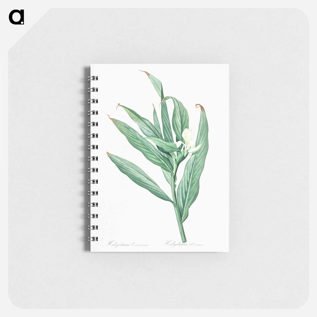 アートメモ帳-White garland-lily illustration - ピエール ジョゼフ ルドゥーテ Memo.