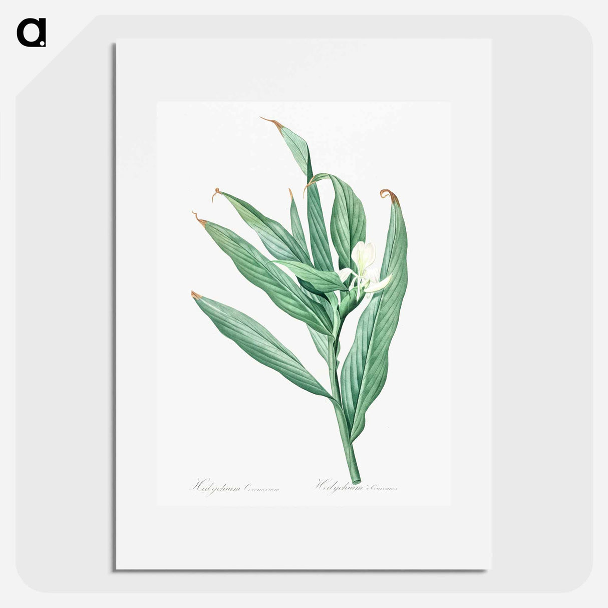 White garland-lily illustration - Pierre Joseph Redouté Poster.