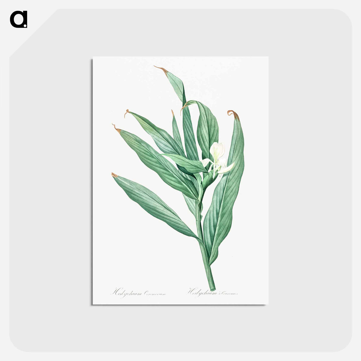 アートポストカード-White garland-lily illustration - ピエール ジョゼフ ルドゥーテ Postcard.
