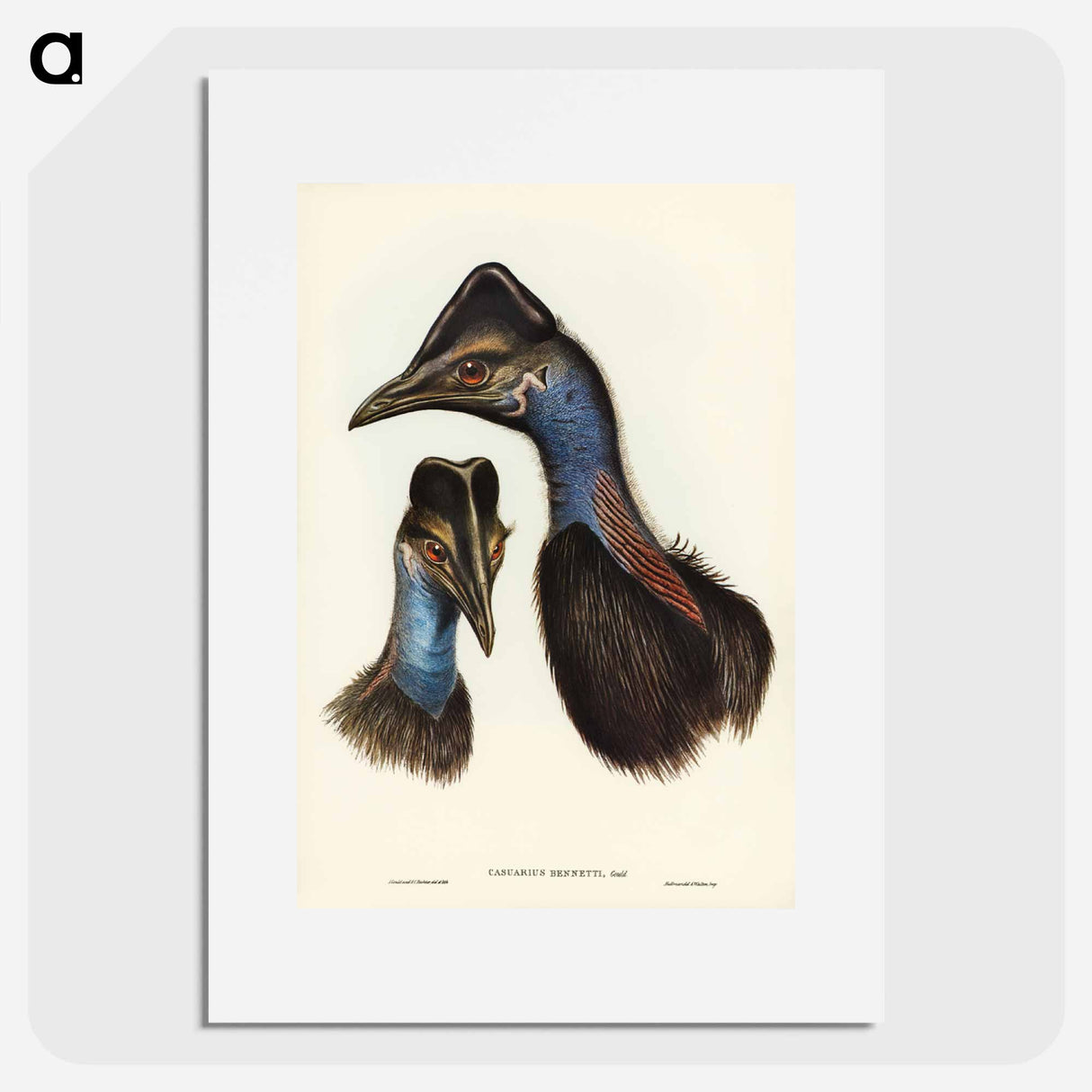 アートポスター-Bennett's Cassowary
- ジョン グールド Poster.