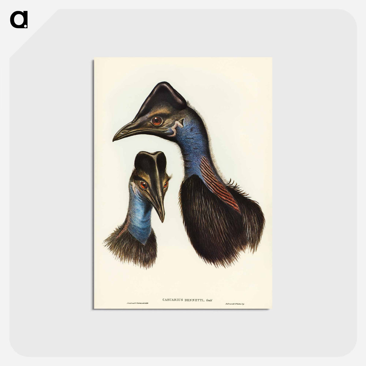 アートポストカード-Bennett's Cassowary
- ジョン グールド Postcard.