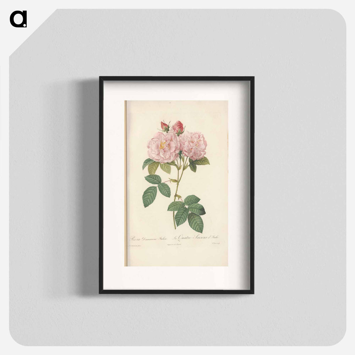 Rose illustration - Pierre Joseph Redouté Poster.