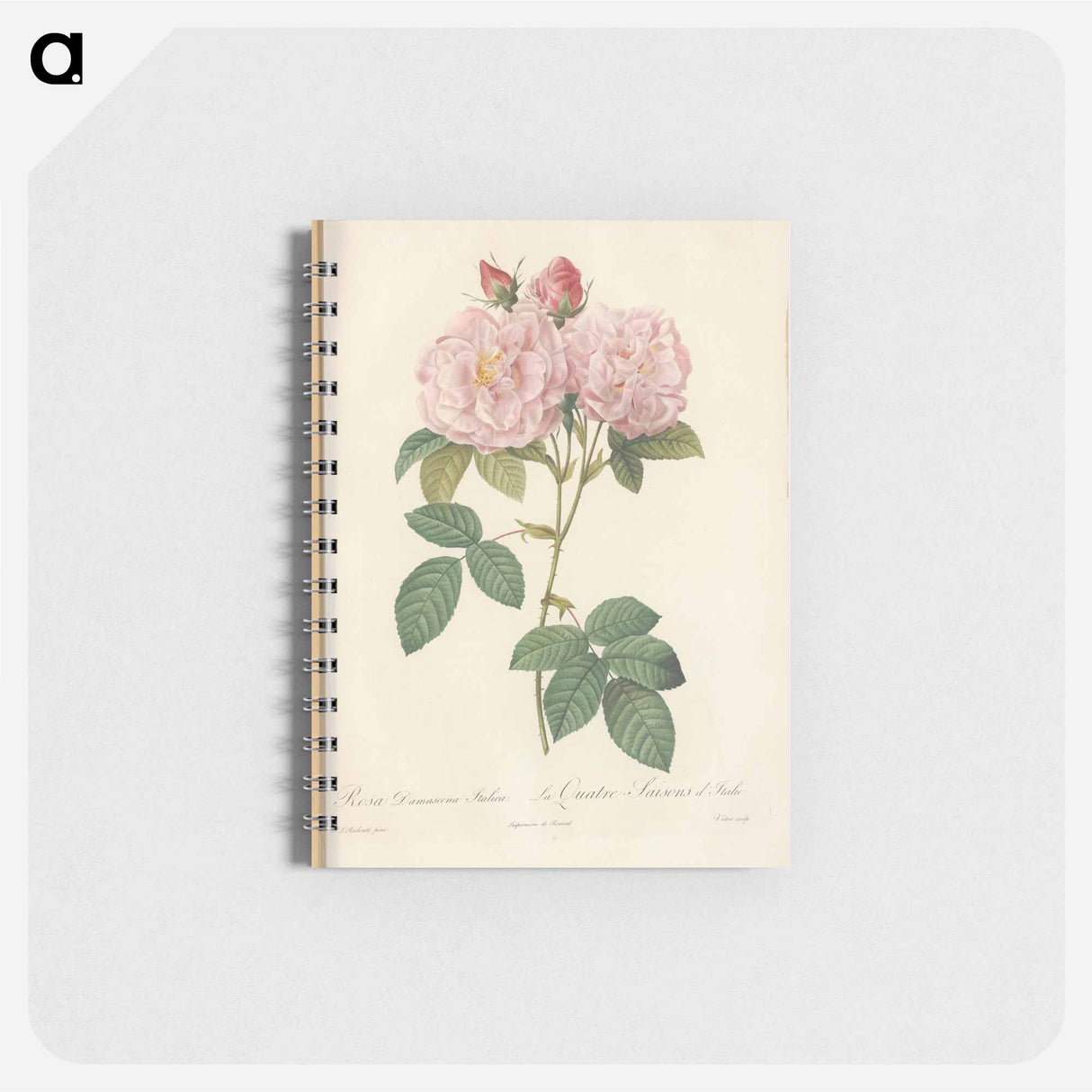 Rose illustration - ピエール ジョゼフ ルドゥーテ Memo.