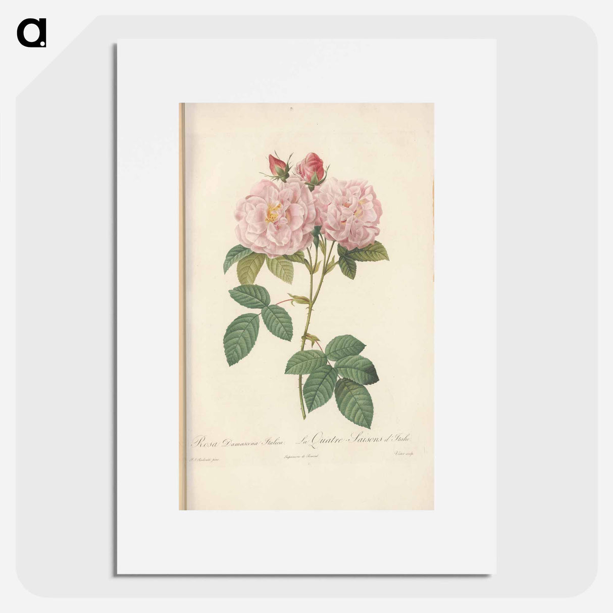 Rose illustration - Pierre Joseph Redouté Poster.