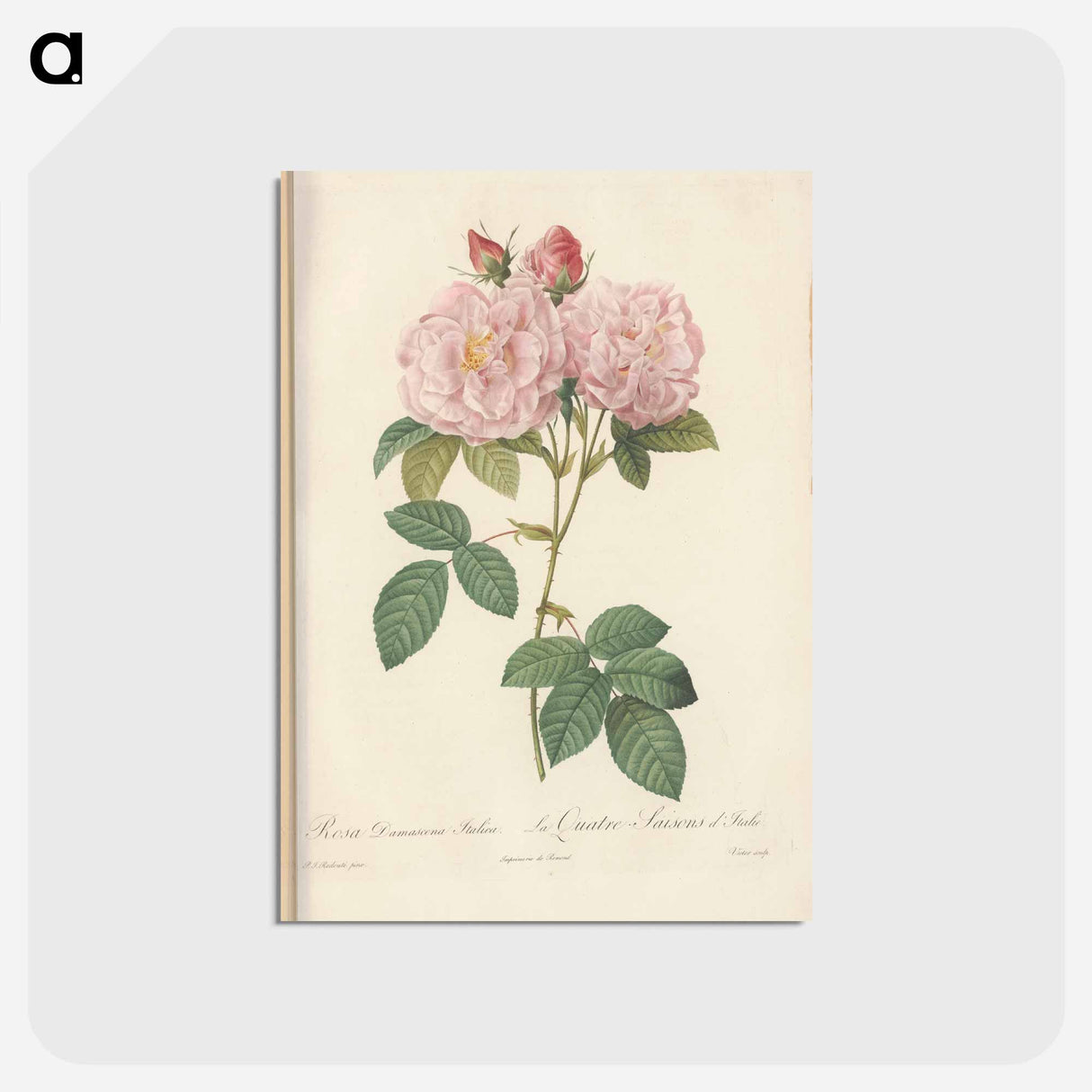 アートポストカード-Rose illustration - ピエール ジョゼフ ルドゥーテ Postcard.