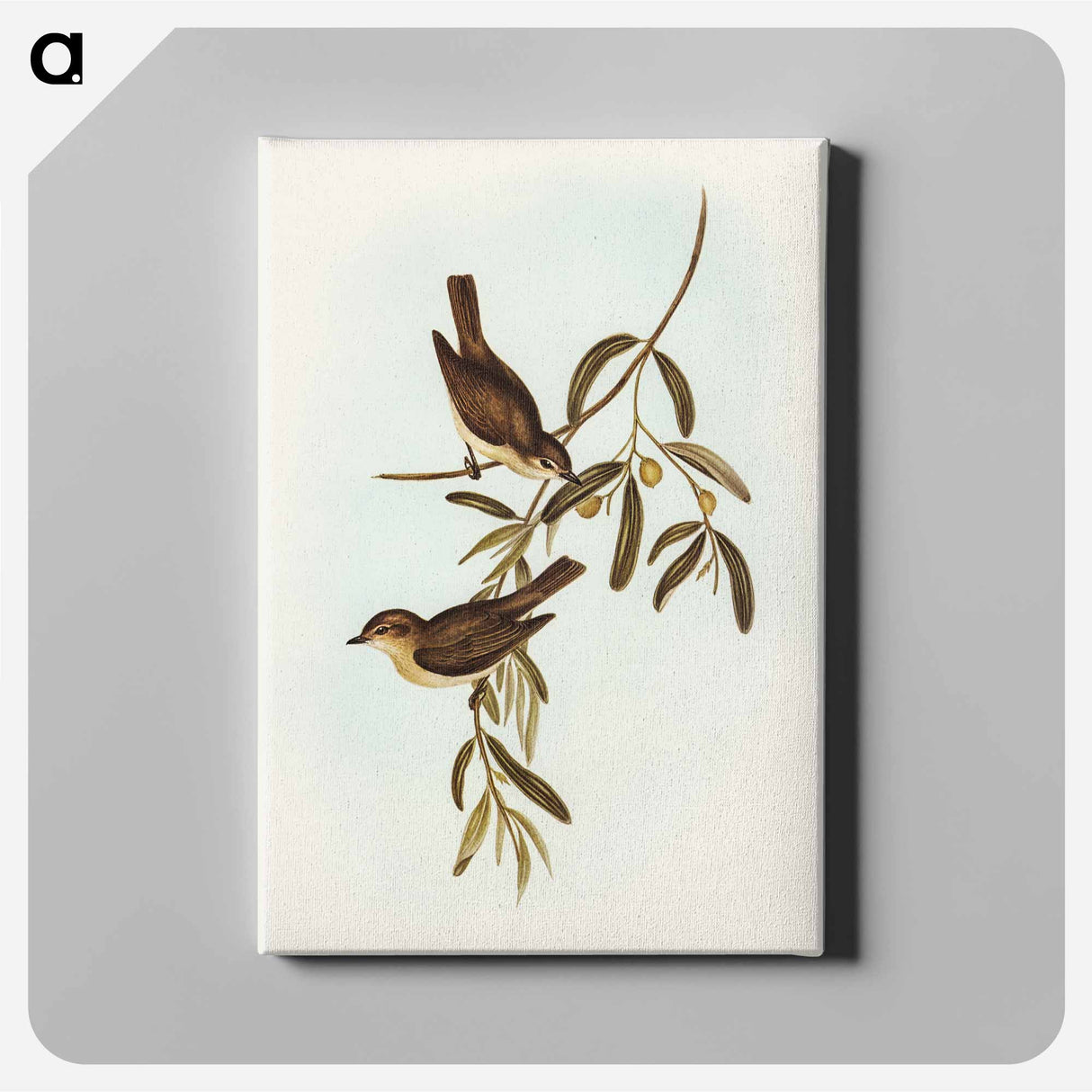 Plain-coloured Pachycephala
- オーストラリアの鳥 Canvas.