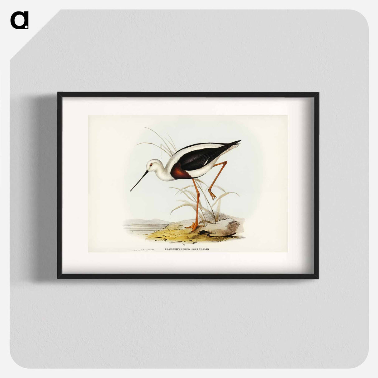 アートポスター-Banded Stilt
- ジョン グールド Poster.