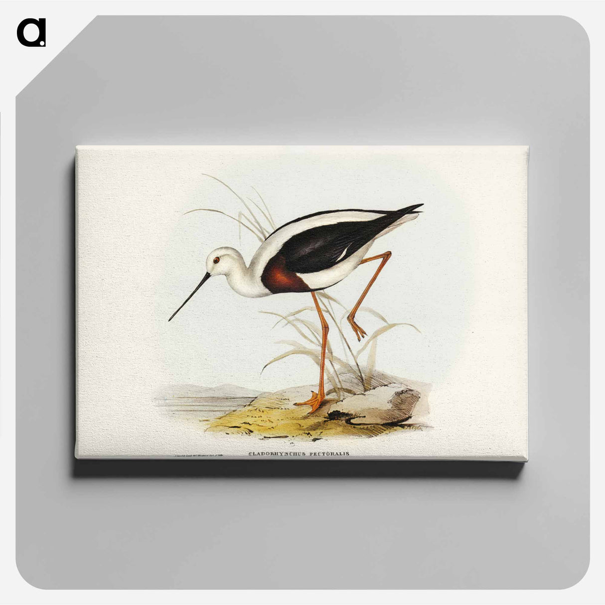 アートパネル-Banded Stilt
- ジョン グールド Canvas.
