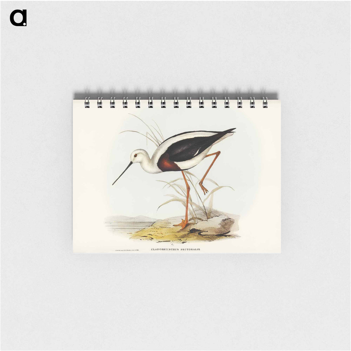 アートメモ帳-Banded Stilt
- ジョン グールド Memo.