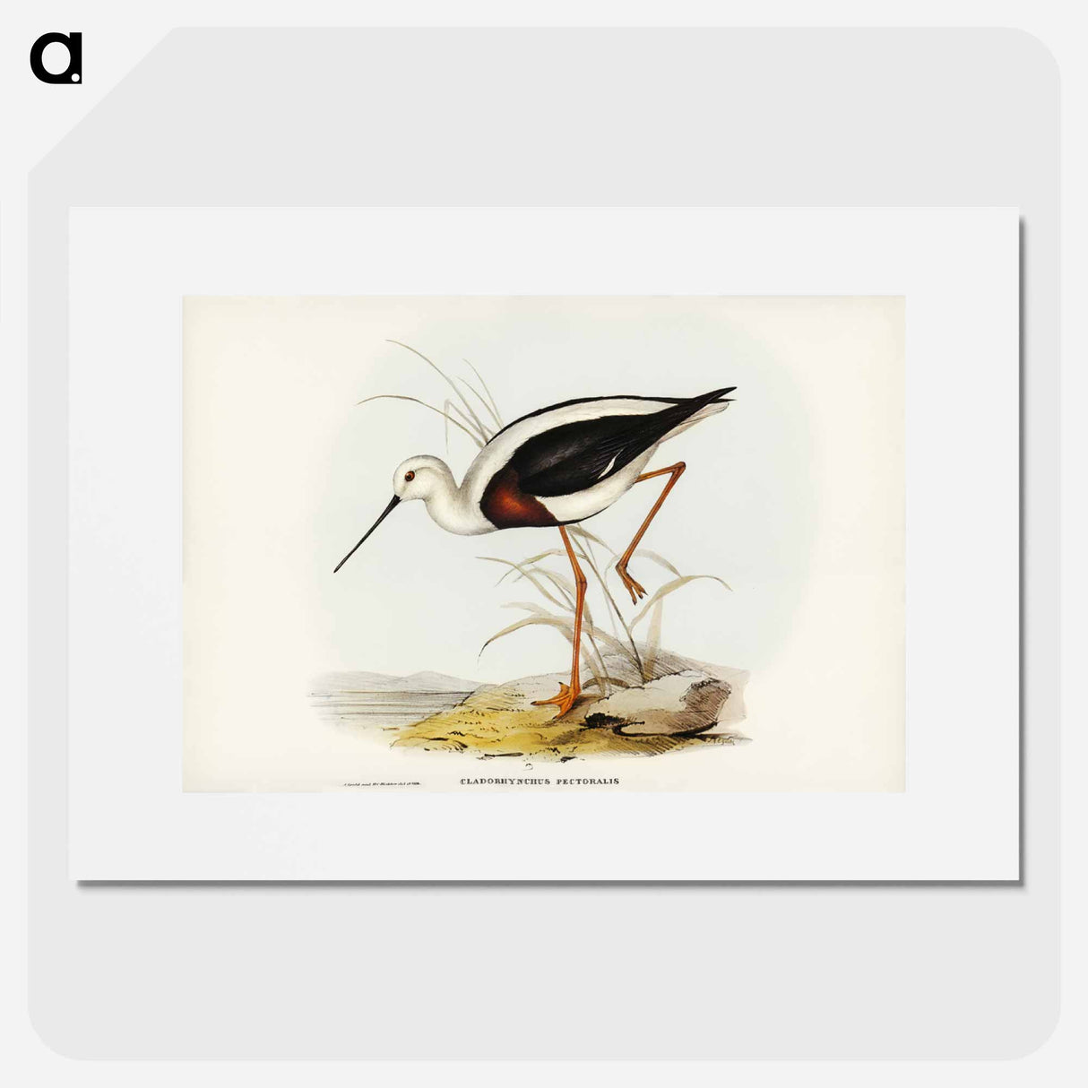 アートポスター-Banded Stilt
- ジョン グールド Poster.