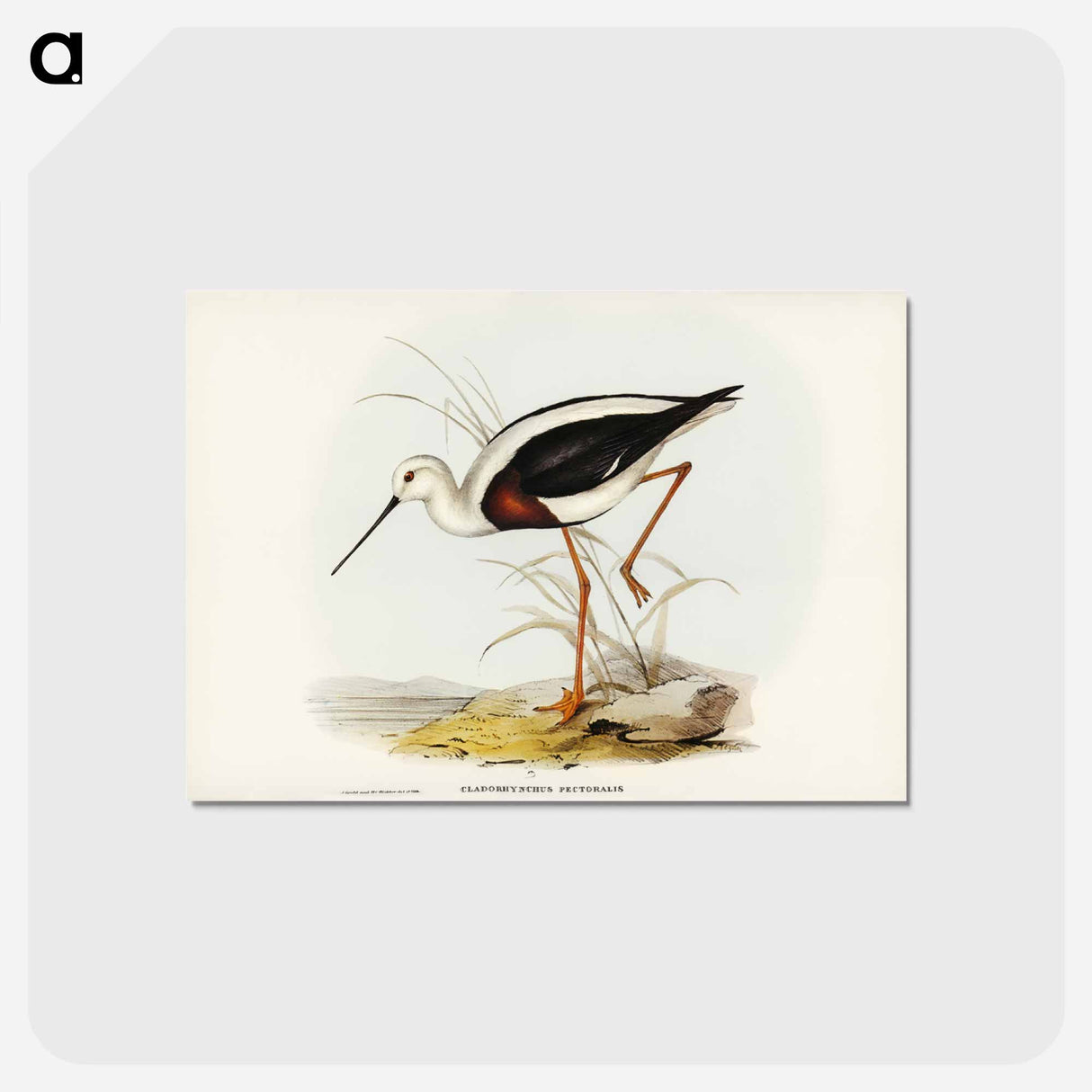 アートポストカード-Banded Stilt
- ジョン グールド Postcard.