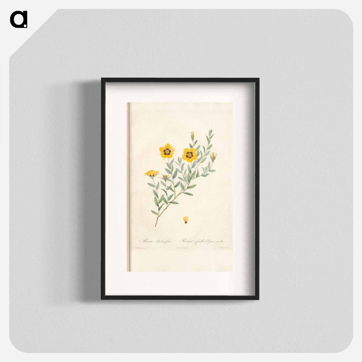 Rose illustration - Pierre Joseph Redouté Poster.