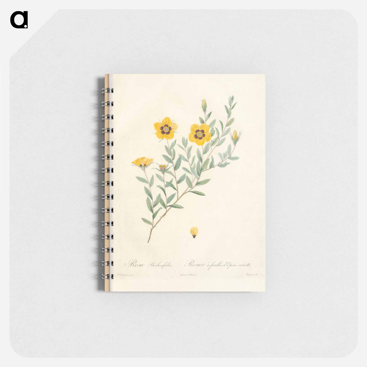 Rose illustration - ピエール ジョゼフ ルドゥーテ Memo.