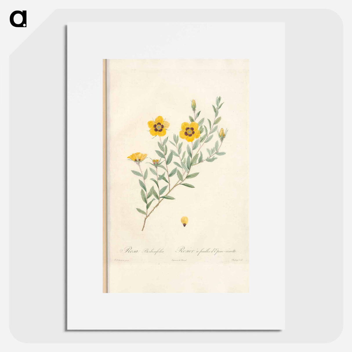 Rose illustration - Pierre Joseph Redouté Poster.