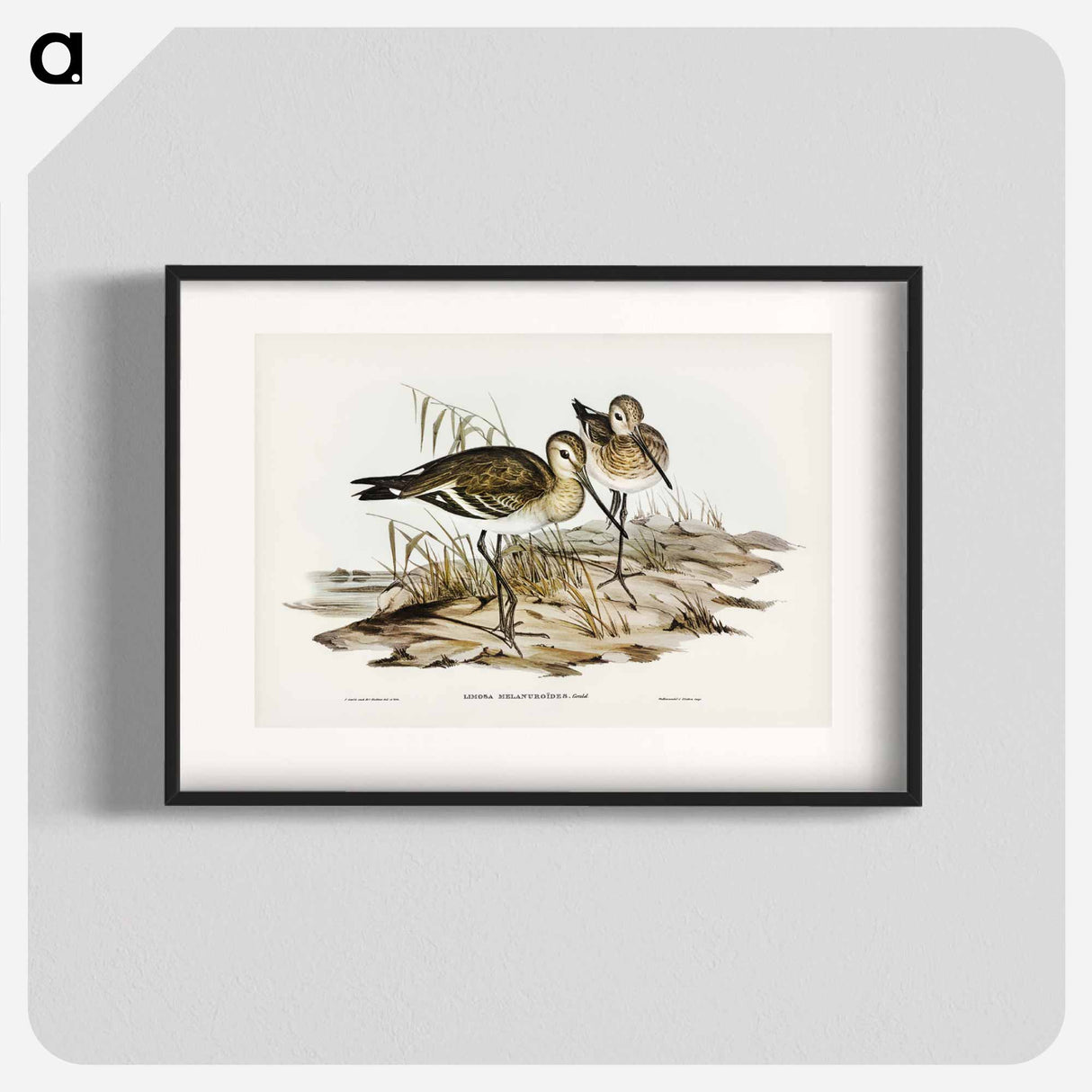 アートポスター-Black-Tailed Godwit
- ジョン グールド Poster.