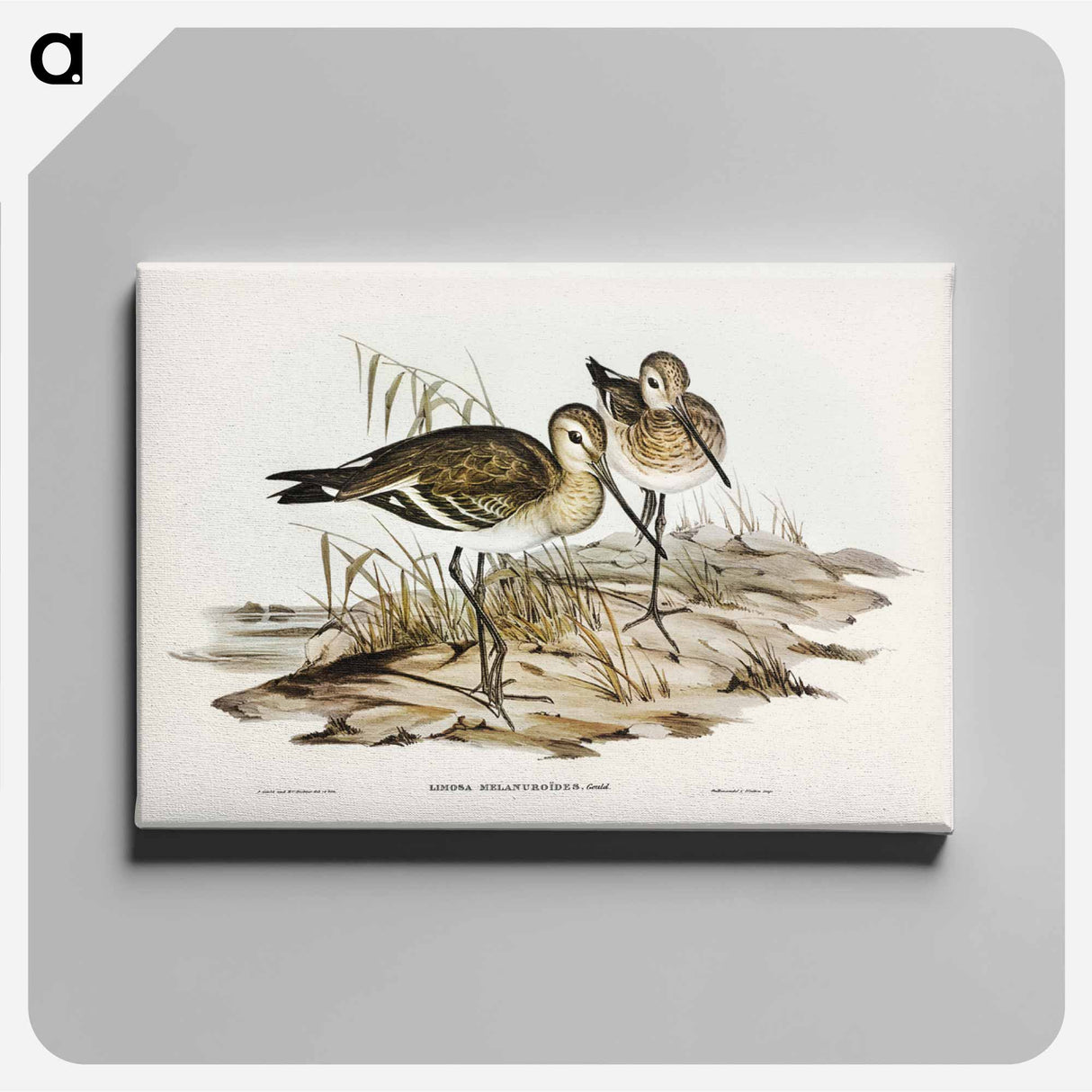 アートパネル-Black-Tailed Godwit
- ジョン グールド Canvas.