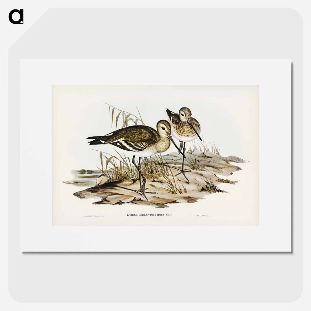 アートポスター-Black-Tailed Godwit
- ジョン グールド Poster.