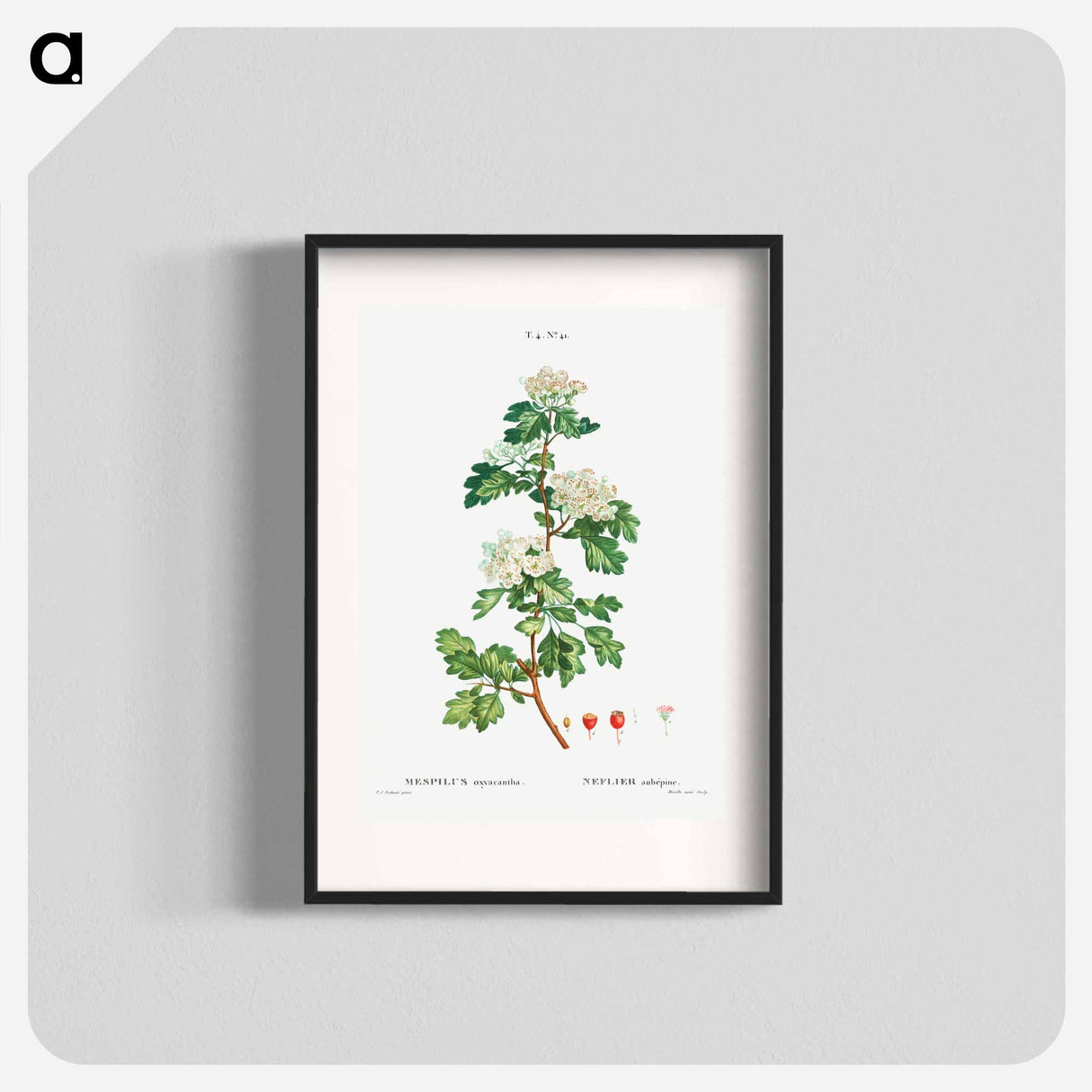 Midland hawthorn - Pierre Joseph Redouté Poster.