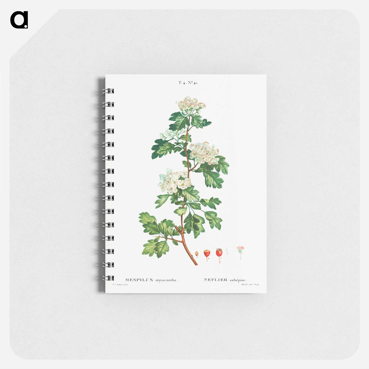 Midland hawthorn - ピエール ジョゼフ ルドゥーテ Memo.