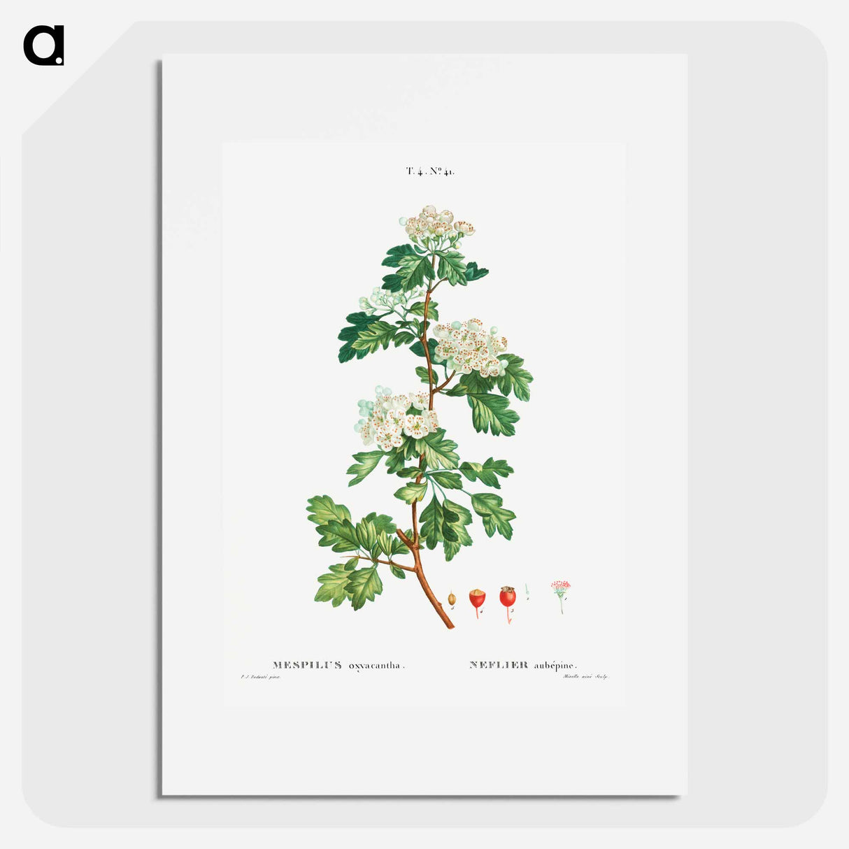 Midland hawthorn - Pierre Joseph Redouté Poster.