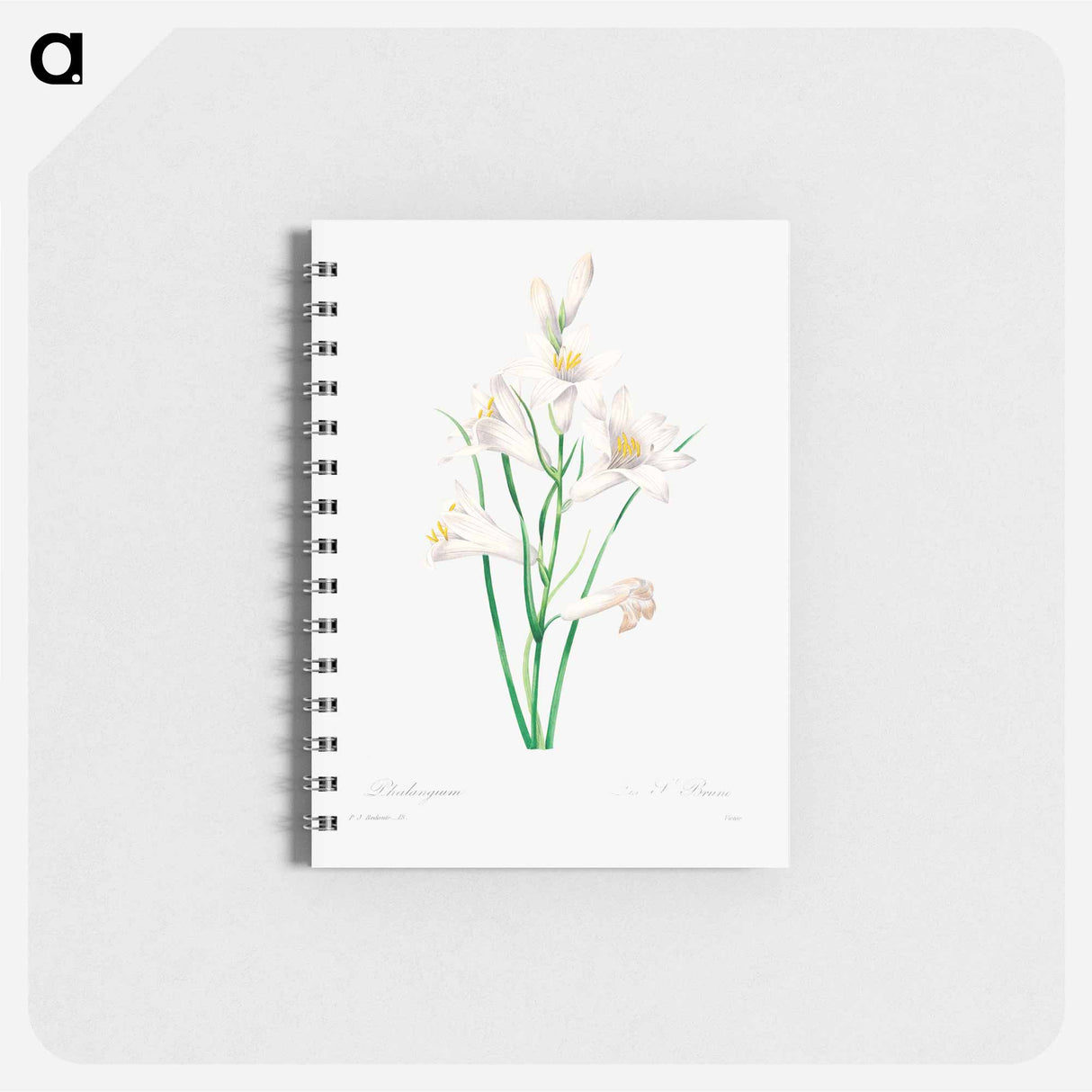 White lily - ピエール ジョゼフ ルドゥーテ Memo.