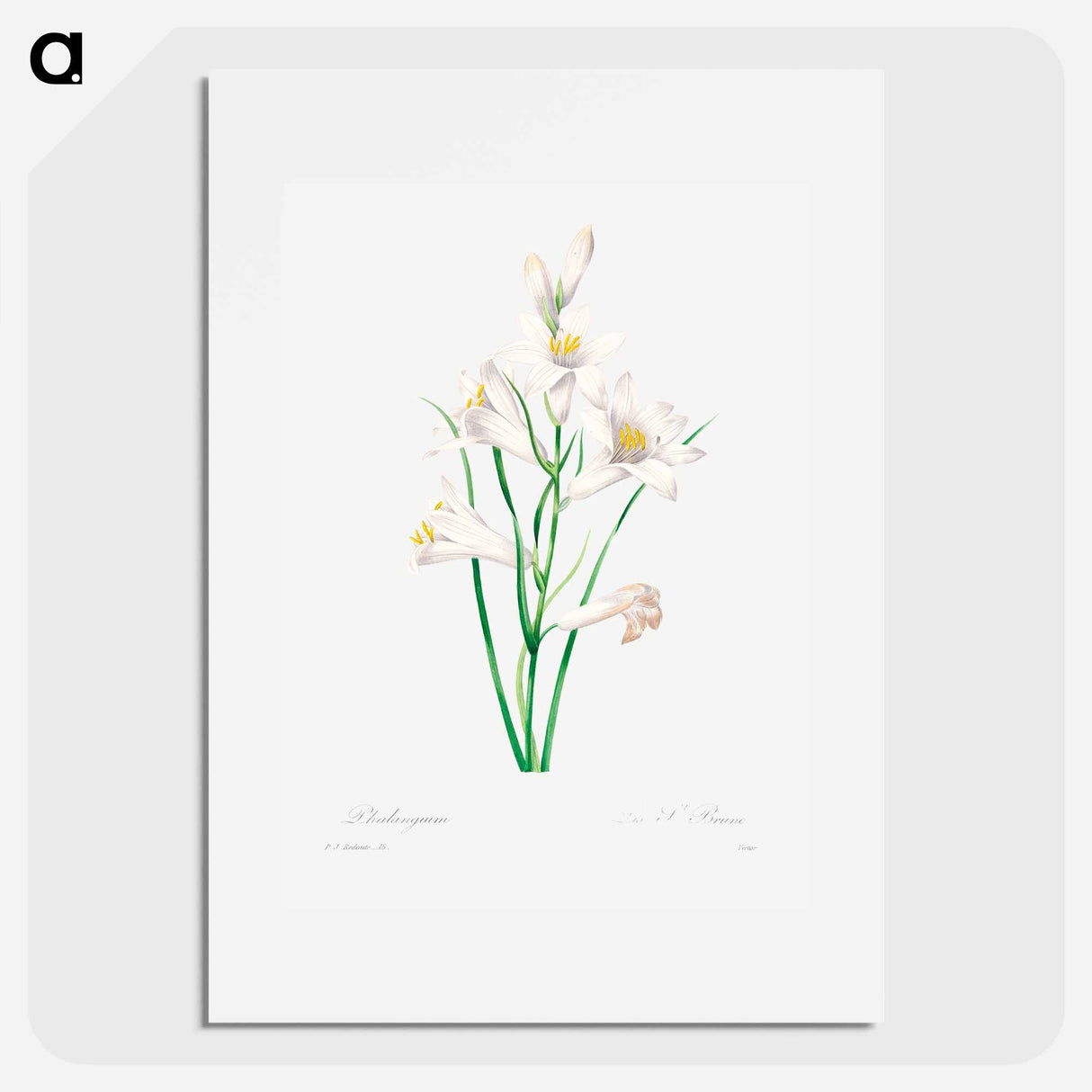 White lily - Pierre Joseph Redouté Poster.