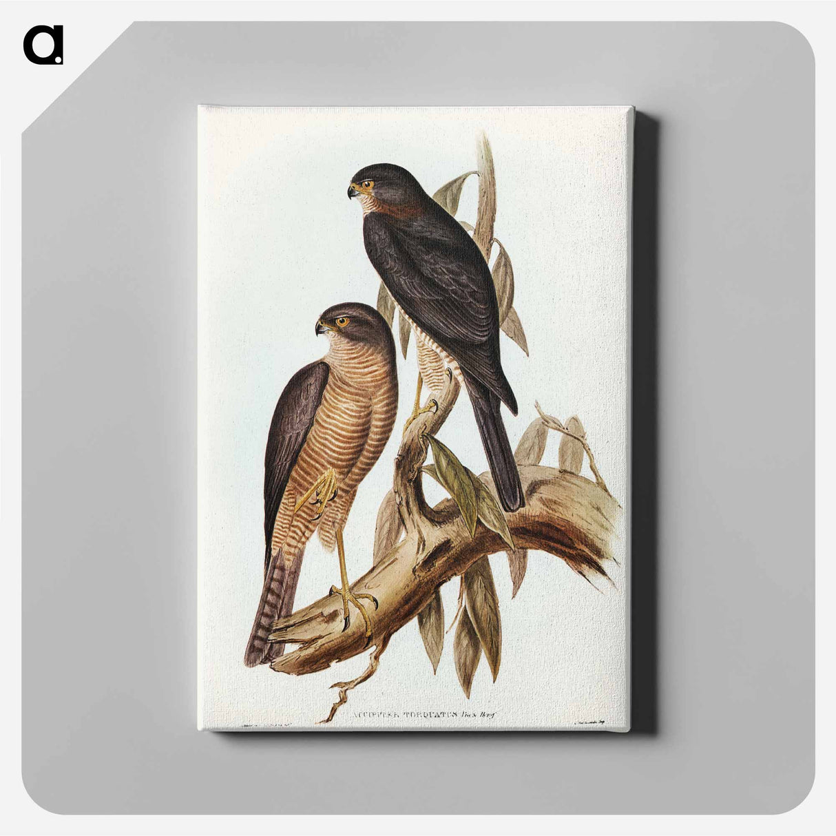 アートパネル-Collared Sparrow Hawk
- オーストラリアの鳥 Canvas.