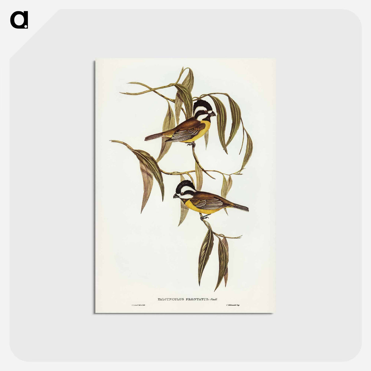 アートポストカード-Frontal Shrike-Tit
- ジョン グールド Postcard.
